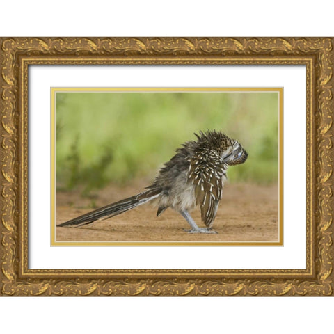 Texas, Adult greater roadrunner bird grooming Gold Ornate Wood Framed Art Print with Double Matting by Welling, Dave