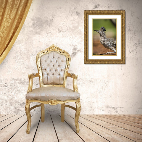 Texas, Rio Grande Valley Greater roadrunner bird Gold Ornate Wood Framed Art Print with Double Matting by Welling, Dave