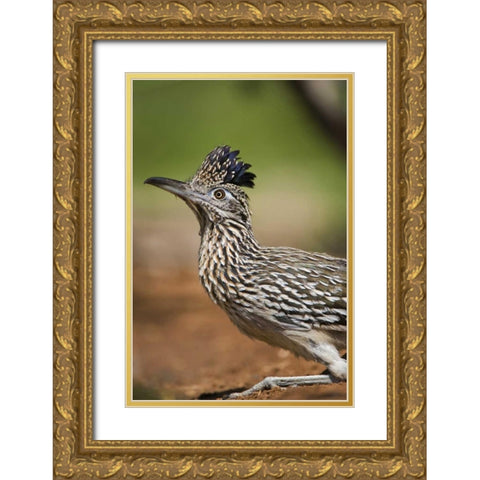 Texas, Rio Grande Valley Greater roadrunner bird Gold Ornate Wood Framed Art Print with Double Matting by Welling, Dave