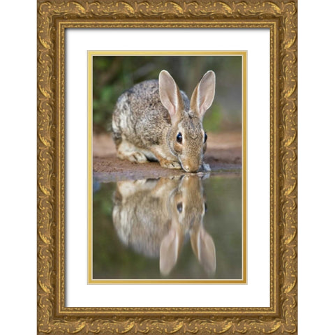 TX, Desert cottontail rabbit drinking at a pond Gold Ornate Wood Framed Art Print with Double Matting by Welling, Dave