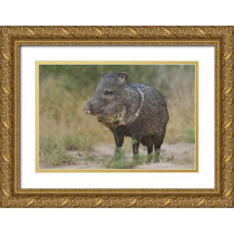 Texas, Rio Grande Valley Close-up of javelina Gold Ornate Wood Framed Art Print with Double Matting by Welling, Dave