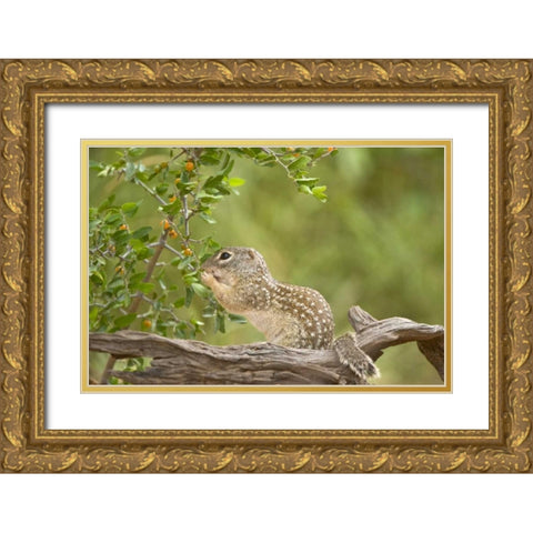 Texas, Mexican ground squirrel eating leaf Gold Ornate Wood Framed Art Print with Double Matting by Welling, Dave