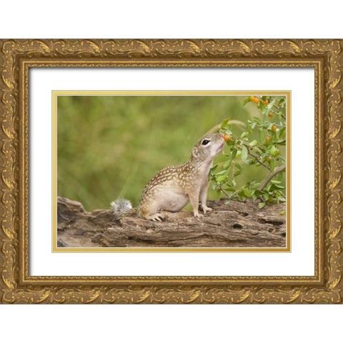 TX, Rio Grande Valley Mexican ground squirrel Gold Ornate Wood Framed Art Print with Double Matting by Welling, Dave
