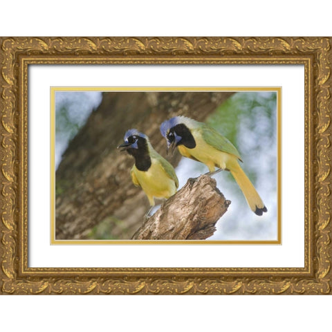 TX, Mated pair of green jays perched in a tree Gold Ornate Wood Framed Art Print with Double Matting by Welling, Dave