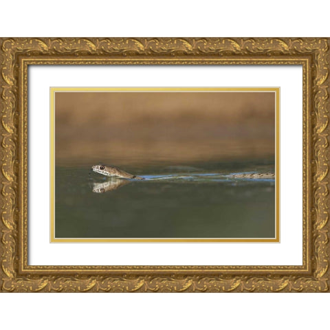 TX, Western coachwhip snake swims in a small pond Gold Ornate Wood Framed Art Print with Double Matting by Welling, Dave