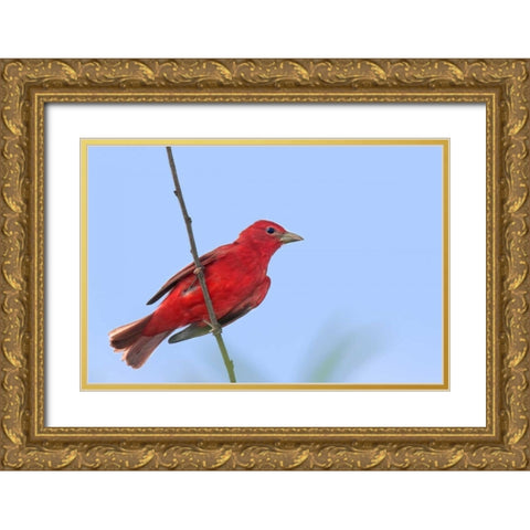 TX, South Padre Is Male summer tanager on a limb Gold Ornate Wood Framed Art Print with Double Matting by Welling, Dave