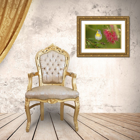 TX, South Padre Island Female northern parula Gold Ornate Wood Framed Art Print with Double Matting by Welling, Dave