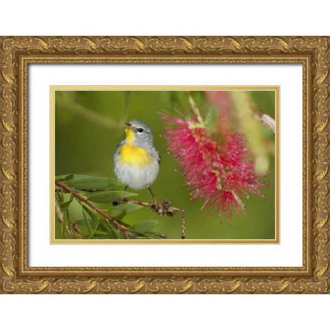 TX, South Padre Island Female northern parula Gold Ornate Wood Framed Art Print with Double Matting by Welling, Dave