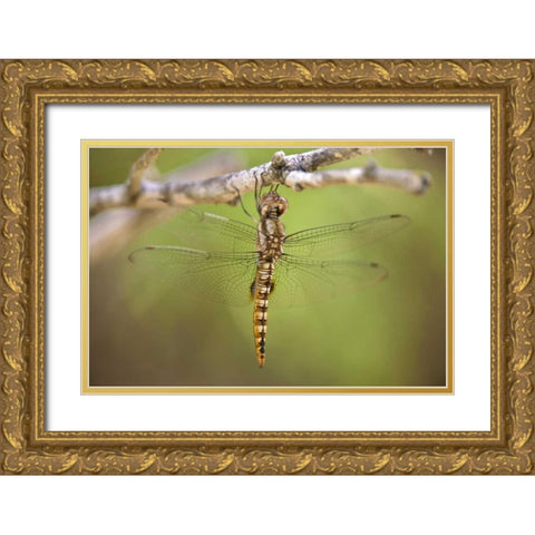 TX, Travis Co, Spot-winged glider dragonfly Gold Ornate Wood Framed Art Print with Double Matting by Welling, Dave