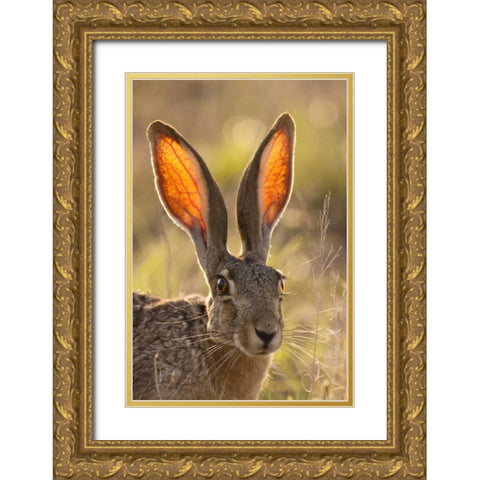 Texas, Maverick County Black-tailed jackrabbit Gold Ornate Wood Framed Art Print with Double Matting by Illg, Cathy and Gordon