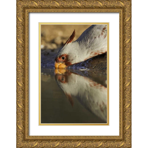 Texas Male pyrrhuloxis bird drinking Gold Ornate Wood Framed Art Print with Double Matting by Lord, Fred