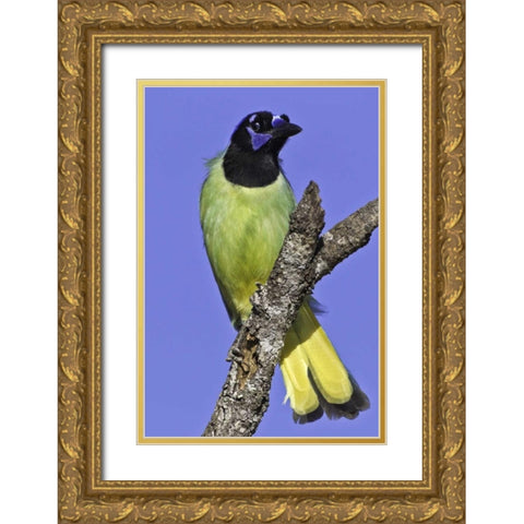 USA, Texas, Santa Clara Ranch Green jay on limb Gold Ornate Wood Framed Art Print with Double Matting by Lord, Fred