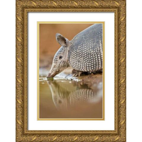 Texas Nine-banded armadillo drinking Gold Ornate Wood Framed Art Print with Double Matting by Lord, Fred