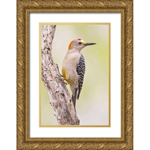 TX, Mission Golden-fronted woodpecker on branch Gold Ornate Wood Framed Art Print with Double Matting by Lord, Fred