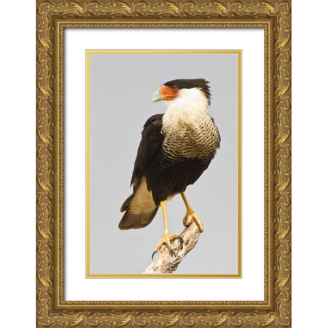 TX, Mission Crested caracara standing on branch Gold Ornate Wood Framed Art Print with Double Matting by Lord, Fred