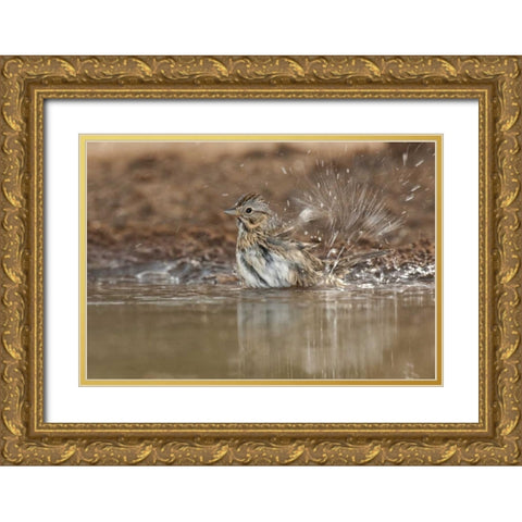 Texas Lincolns sparrow bathing in a waterhole Gold Ornate Wood Framed Art Print with Double Matting by Welling, Dave