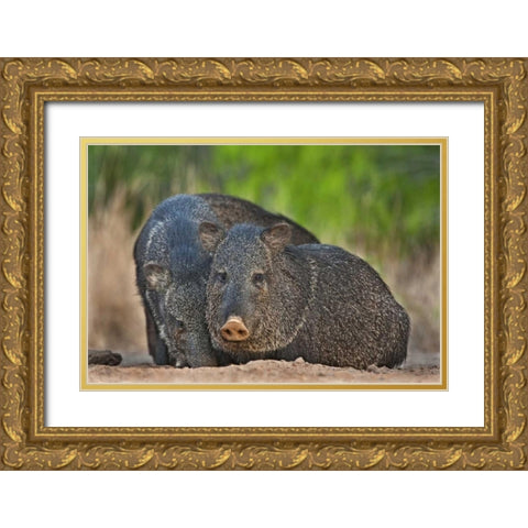 Texas, Santa Clara Ranch Two wild javelinas Gold Ornate Wood Framed Art Print with Double Matting by Welling, Dave