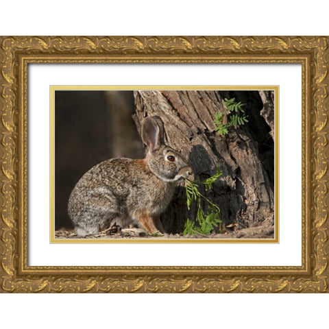 Texas Desert cottontail rabbit eating plant Gold Ornate Wood Framed Art Print with Double Matting by Welling, Dave