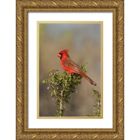 Texas Male northern cardinal atop tree limb Gold Ornate Wood Framed Art Print with Double Matting by Welling, Dave