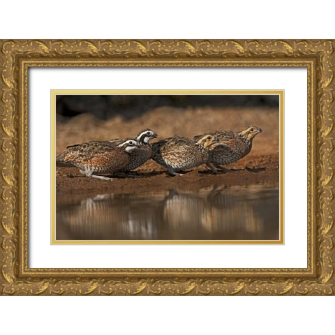 Texas Northern bobwhites gather at a pond Gold Ornate Wood Framed Art Print with Double Matting by Welling, Dave