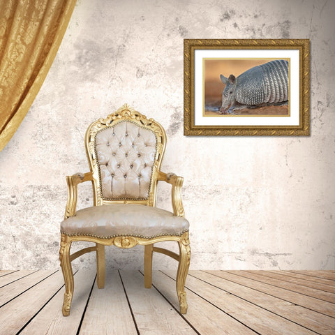 Texas Wild nine-banded armadillo drinking Gold Ornate Wood Framed Art Print with Double Matting by Welling, Dave