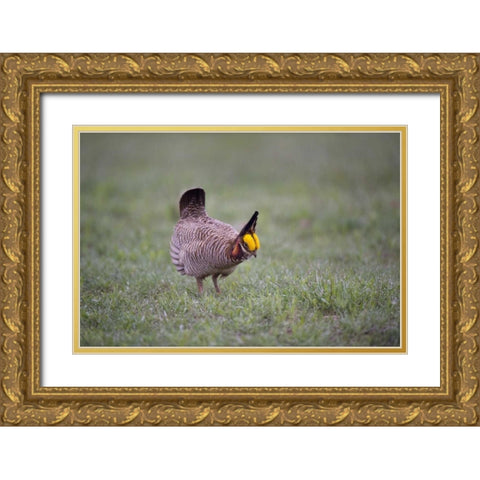 TX, Panhandle, Male lesser prairie chicken struts Gold Ornate Wood Framed Art Print with Double Matting by Welling, Dave