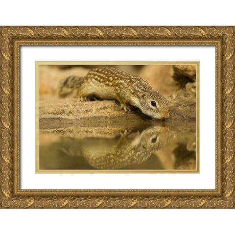 Texas, Hidalgo Mexican ground squirrel drinking Gold Ornate Wood Framed Art Print with Double Matting by Illg, Cathy and Gordon