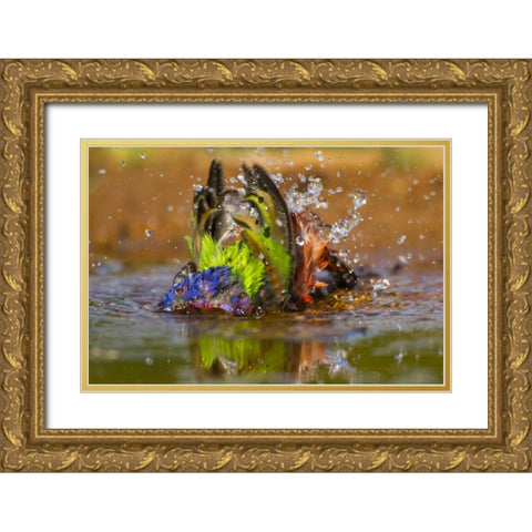 Texas, Hidalgo Co Male painted bunting bathing Gold Ornate Wood Framed Art Print with Double Matting by Illg, Cathy and Gordon