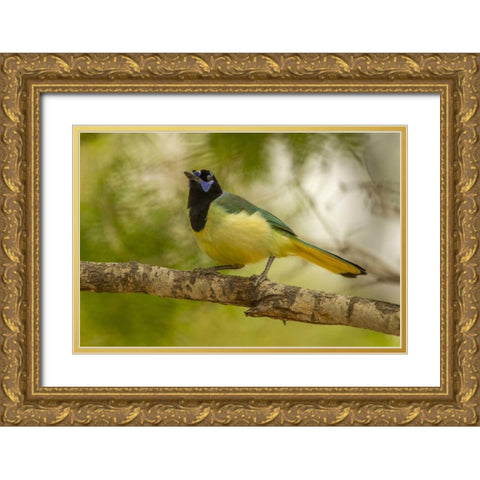 Texas, Hidalgo County Green jay on limb Gold Ornate Wood Framed Art Print with Double Matting by Illg, Cathy and Gordon