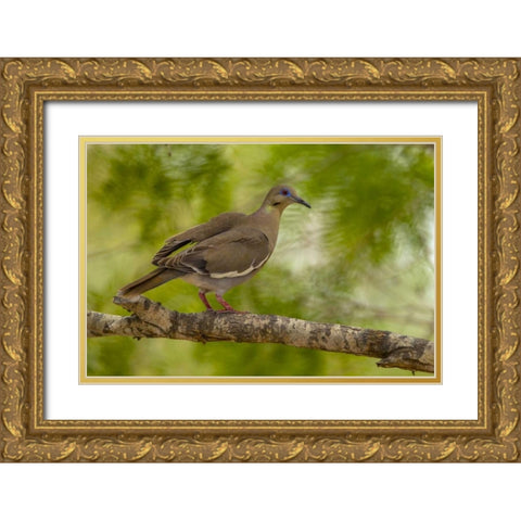 Texas, Hidalgo County White-winged dove on limb Gold Ornate Wood Framed Art Print with Double Matting by Illg, Cathy and Gordon