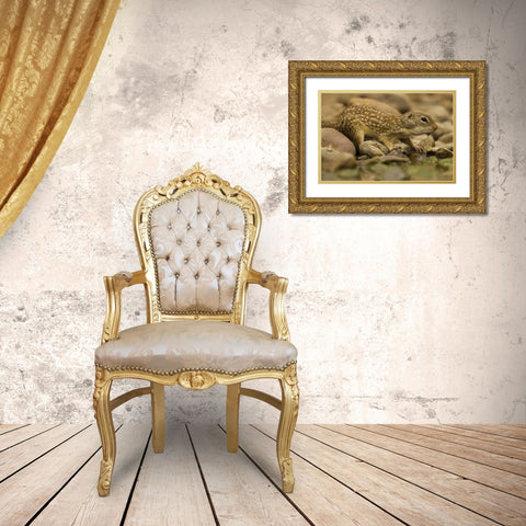 Texas, Hidalgo Mexican ground squirrel drinking Gold Ornate Wood Framed Art Print with Double Matting by Illg, Cathy and Gordon
