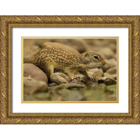 Texas, Hidalgo Mexican ground squirrel drinking Gold Ornate Wood Framed Art Print with Double Matting by Illg, Cathy and Gordon