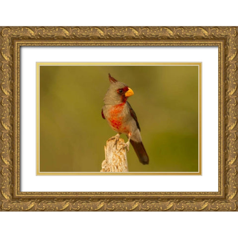 Texas, Hidalgo County Male pyrrhuloxia on stump Gold Ornate Wood Framed Art Print with Double Matting by Illg, Cathy and Gordon