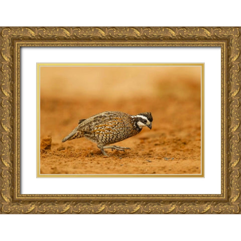 Texas, Hidalgo Co Male bobwhite scratching dirt Gold Ornate Wood Framed Art Print with Double Matting by Illg, Cathy and Gordon