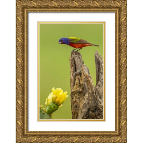 TX, Hidalgo Co, Male painted bunting on stump Gold Ornate Wood Framed Art Print with Double Matting by Illg, Cathy and Gordon