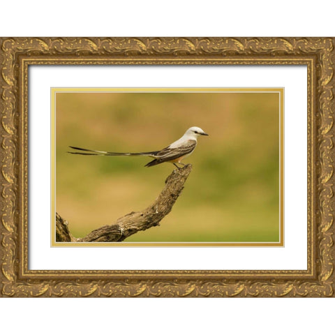 TX, Hidalgo Co Scissor-tailed flycatcher on limb Gold Ornate Wood Framed Art Print with Double Matting by Illg, Cathy and Gordon