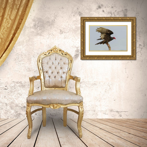 Texas, Hidalgo County Turkey vulture on stump Gold Ornate Wood Framed Art Print with Double Matting by Illg, Cathy and Gordon