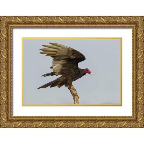 Texas, Hidalgo County Turkey vulture on stump Gold Ornate Wood Framed Art Print with Double Matting by Illg, Cathy and Gordon
