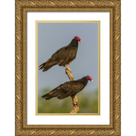 Texas, Hidalgo Co Turkey vulture pair on stump Gold Ornate Wood Framed Art Print with Double Matting by Illg, Cathy and Gordon