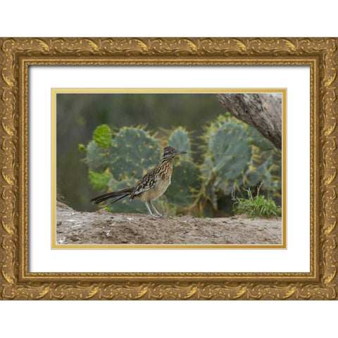 Texas, Hidalgo Co Roadrunner bird next to cacti Gold Ornate Wood Framed Art Print with Double Matting by Illg, Cathy and Gordon