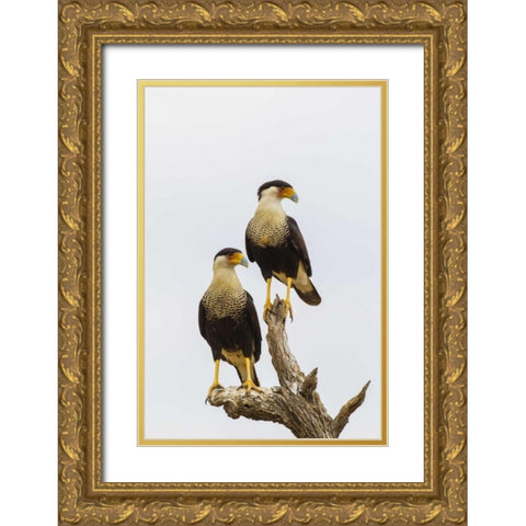TX, Hidalgo Co, Adult crested caracara pair Gold Ornate Wood Framed Art Print with Double Matting by Illg, Cathy and Gordon