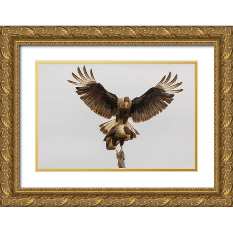 Texas, Hidalgo County Crested caracara pair Gold Ornate Wood Framed Art Print with Double Matting by Illg, Cathy and Gordon