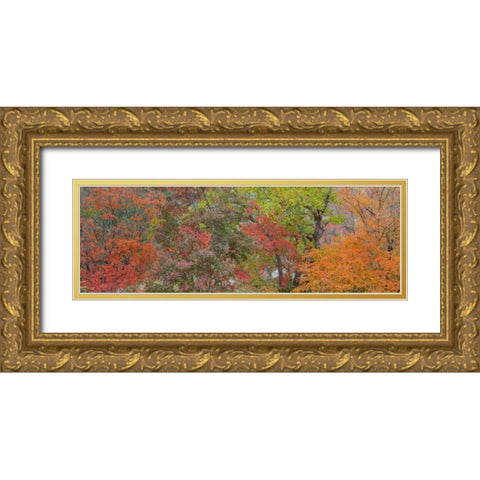 Texas, Guadalupe Mts NP Bigtooth maple trees Gold Ornate Wood Framed Art Print with Double Matting by Paulson, Don