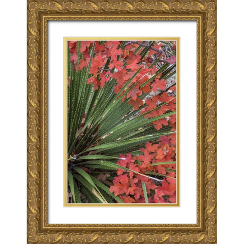 TX, Guadalupe Mts NP Bigtooth maple and sotol Gold Ornate Wood Framed Art Print with Double Matting by Paulson, Don