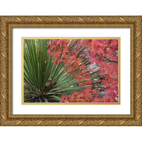 TX, Guadalupe Mts NP Bigtooth maple and sotol Gold Ornate Wood Framed Art Print with Double Matting by Paulson, Don