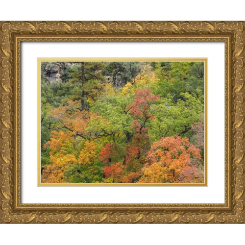 Texas, Guadalupe Mountains NP McKittrick Canyon Gold Ornate Wood Framed Art Print with Double Matting by Paulson, Don