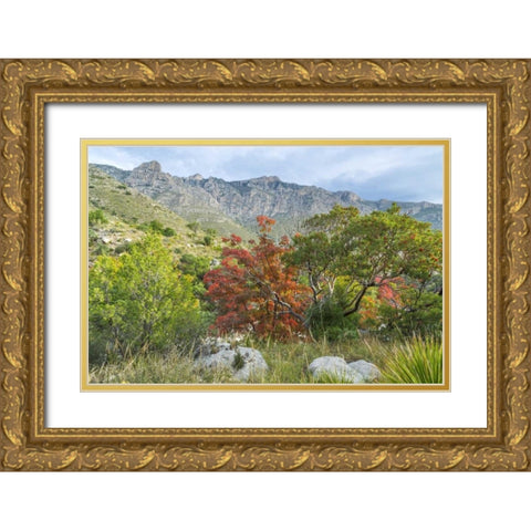 TX, Guadalupe Mountains NP Devils Hall Trail Gold Ornate Wood Framed Art Print with Double Matting by Paulson, Don