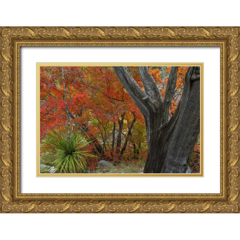 TX, Guadalupe Mts NP Bigtooth maple and juniper Gold Ornate Wood Framed Art Print with Double Matting by Paulson, Don