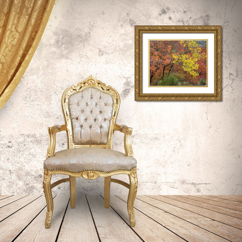 TX, Guadalupe Mts NP Bigtooth maples in fall Gold Ornate Wood Framed Art Print with Double Matting by Paulson, Don