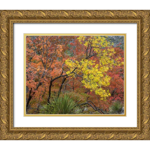 TX, Guadalupe Mts NP Bigtooth maples in fall Gold Ornate Wood Framed Art Print with Double Matting by Paulson, Don